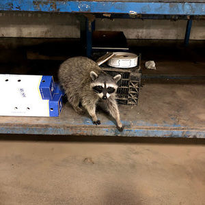 Meet your Posher, Tyson